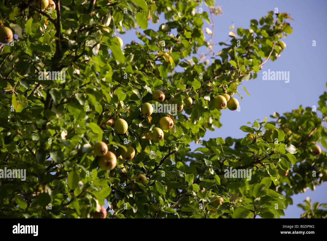 Wild Pear fruits, Pyrus pyraster Stock Photo