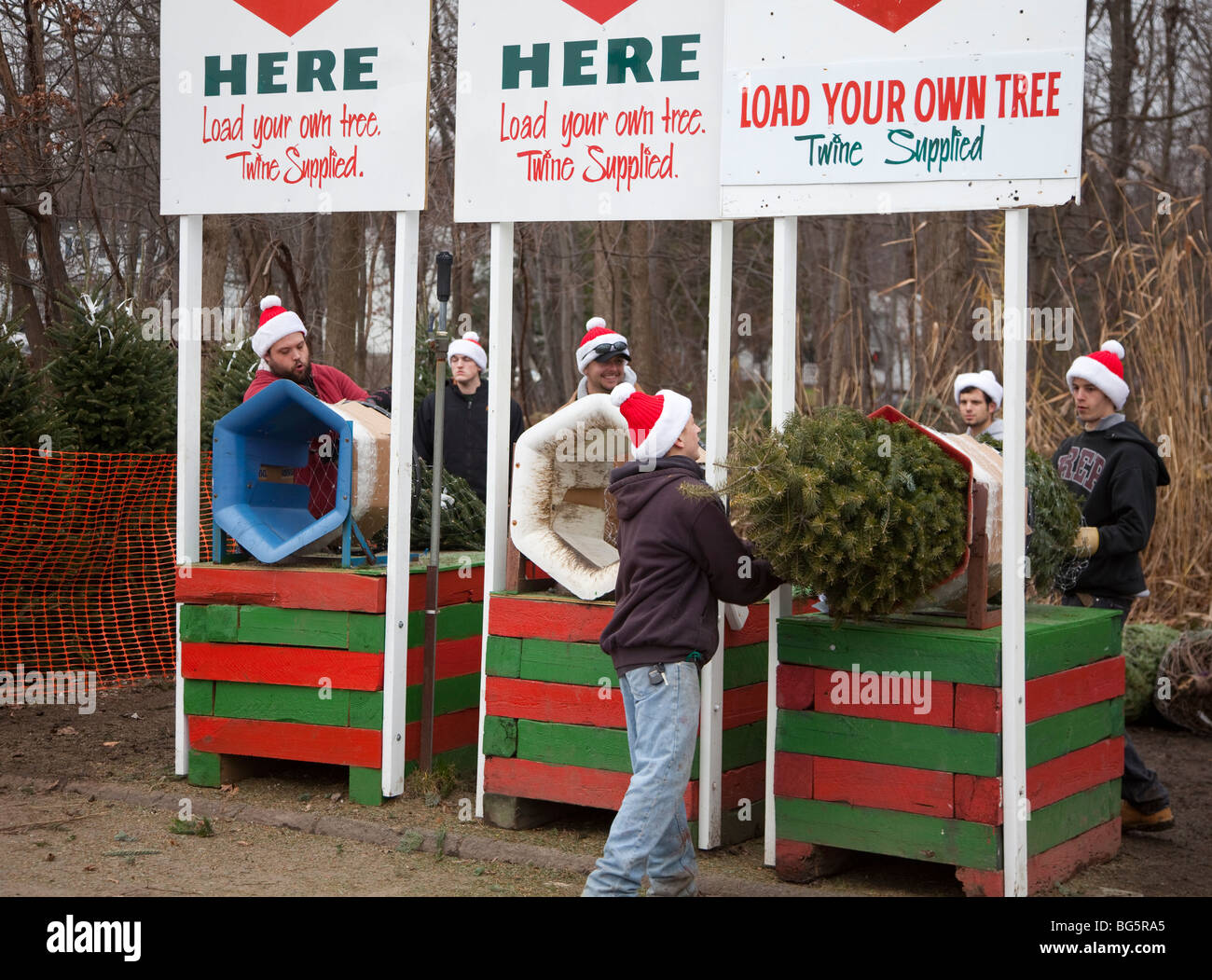 Men putting netting around Christmas trees Stock Photo Alamy