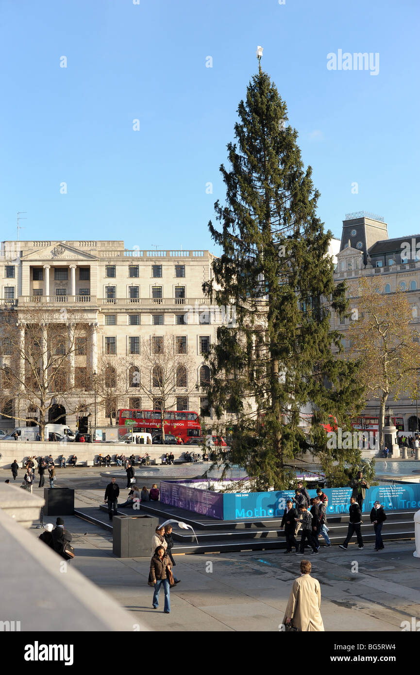 Norwegian Christmas Tree in Trafalgar Square Stock Photo Alamy
