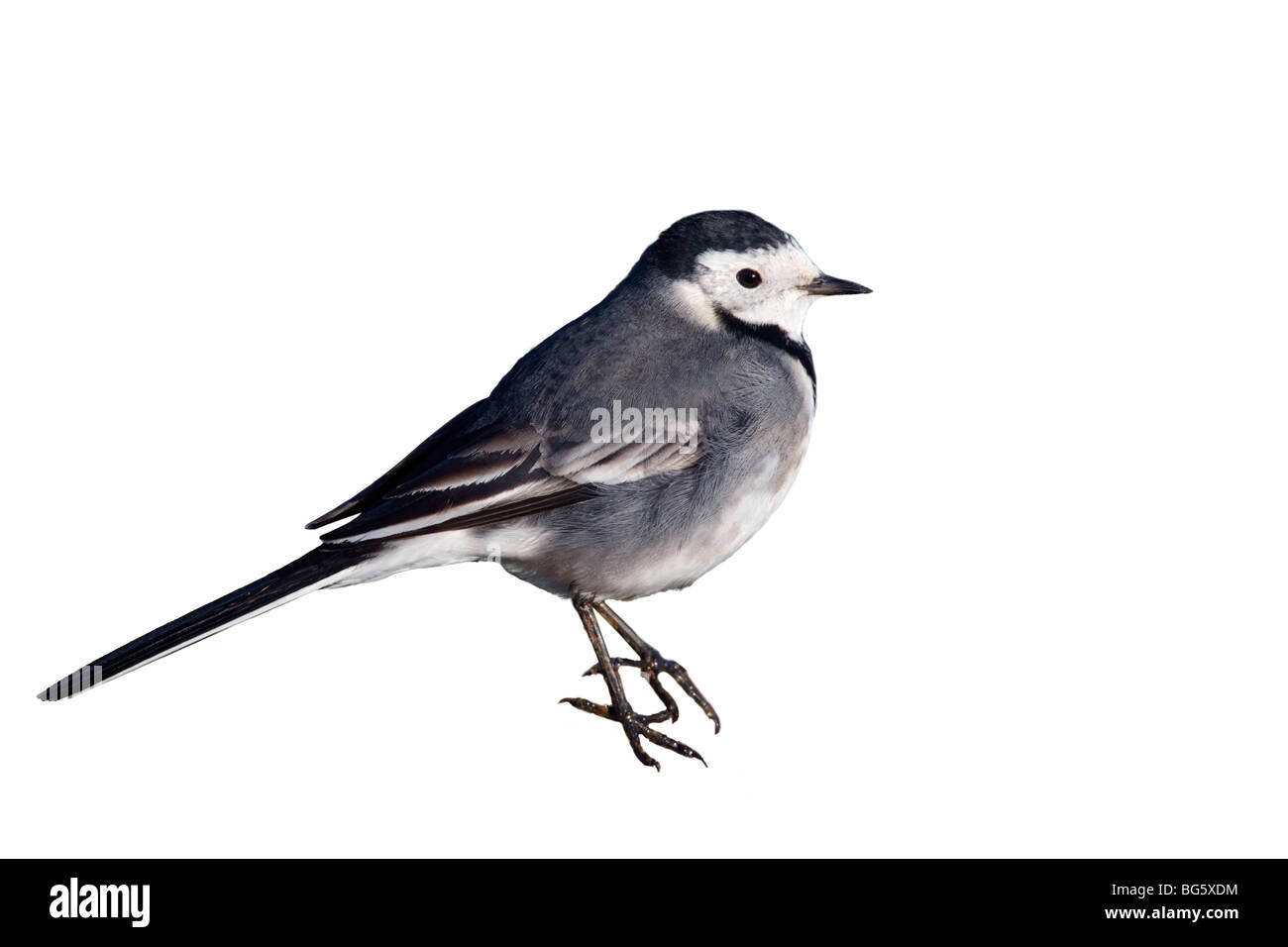 Pied Wagtail Motacilla alba Stock Photo