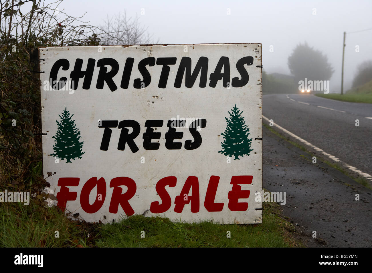 christmas trees for sale sign on the roadside county fermanagh northern ireland uk Stock Photo