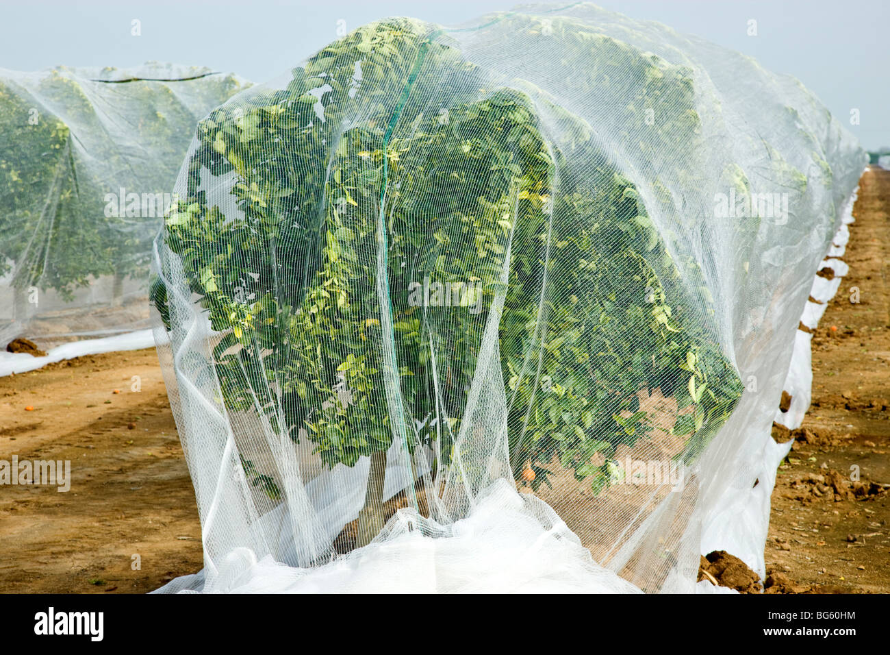 Netting over young Citrus  'Mandarine' trees to prevent cross pollination. Stock Photo