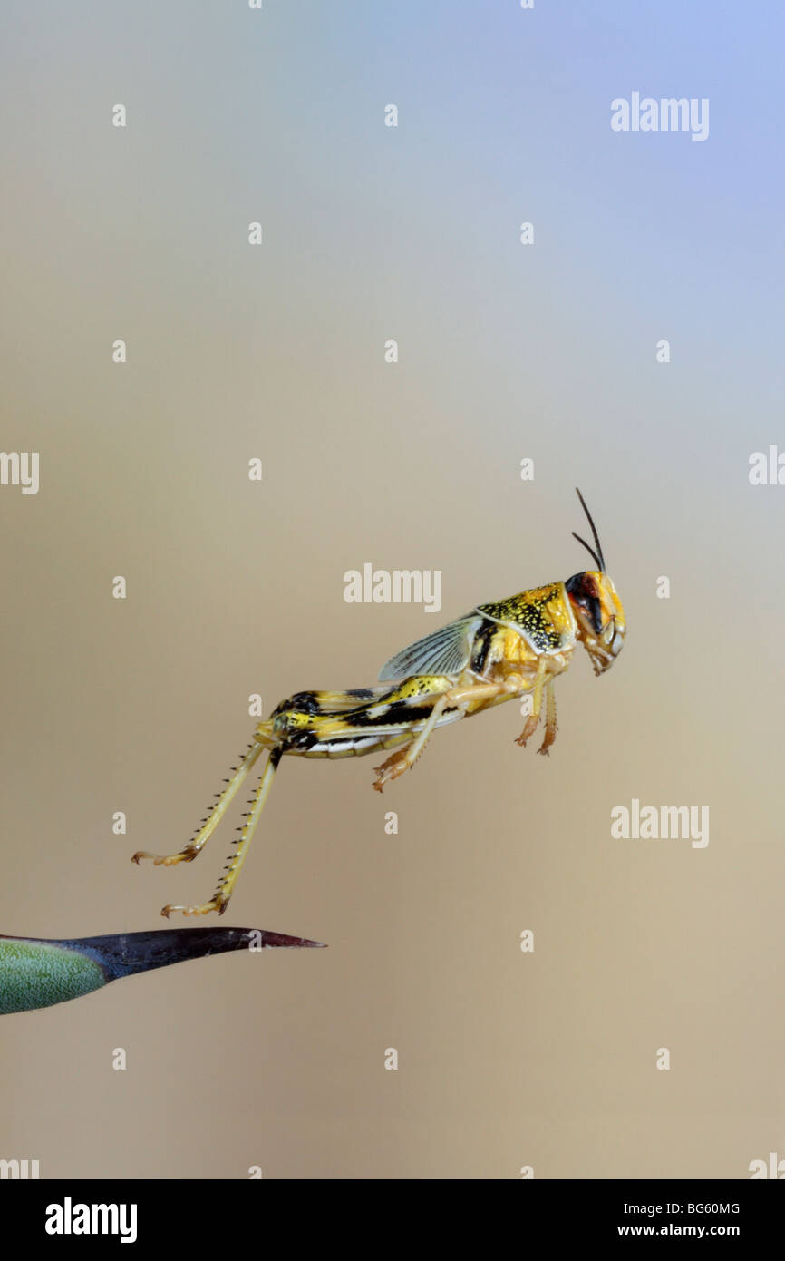 Locust Jumping Action high speed flash Stock Photo Alamy
