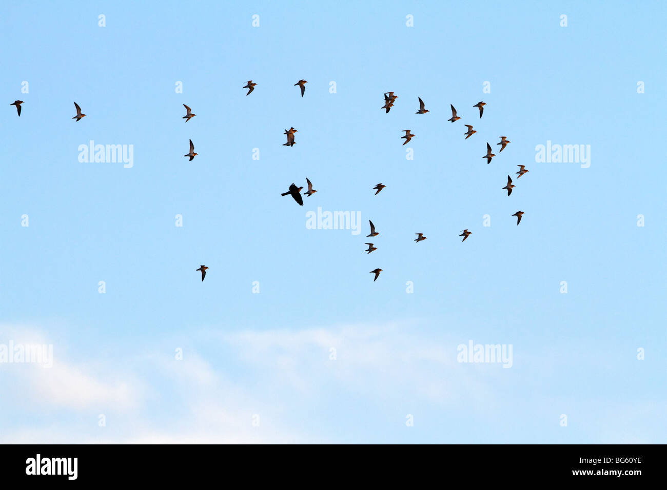 Golden Plover Pluvialis apricaria in flight Stock Photo