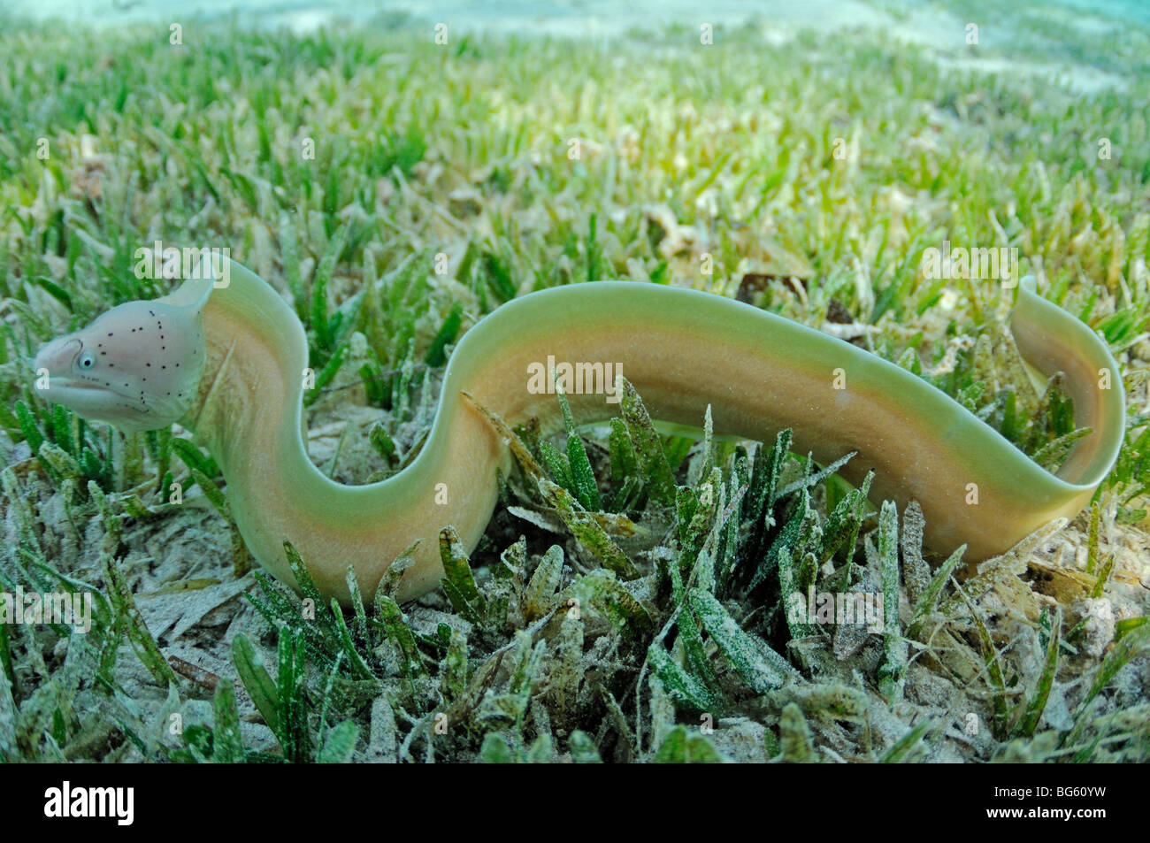 Gray moray eel, Gymnothorax griseus, free swimming over sea grass Stock Photo