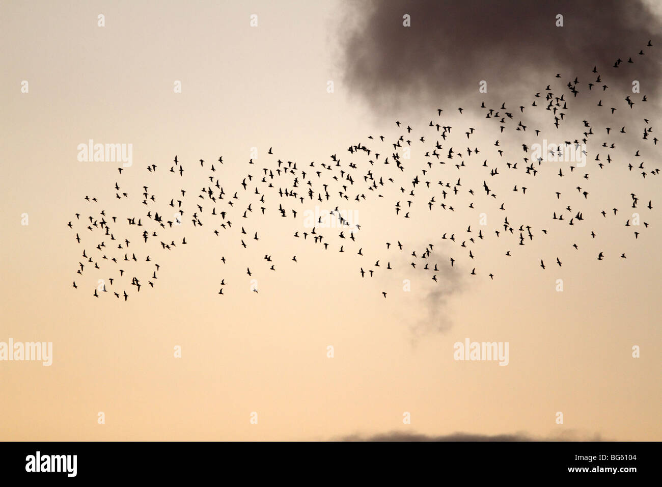 Golden Plover Pluvialis apricaria in flight flying to roost  dusk Stock Photo