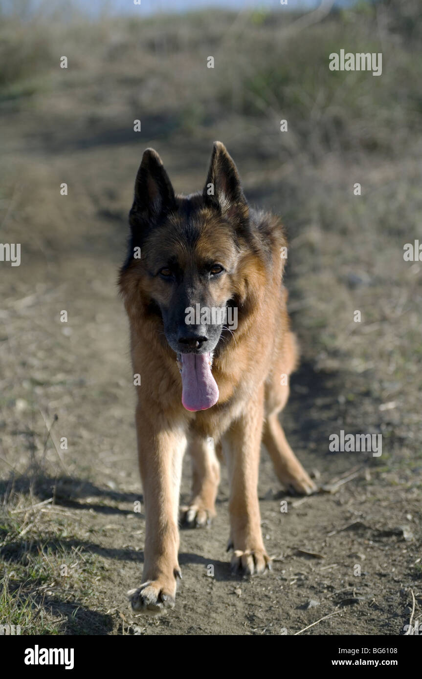 dcm in german shepherds