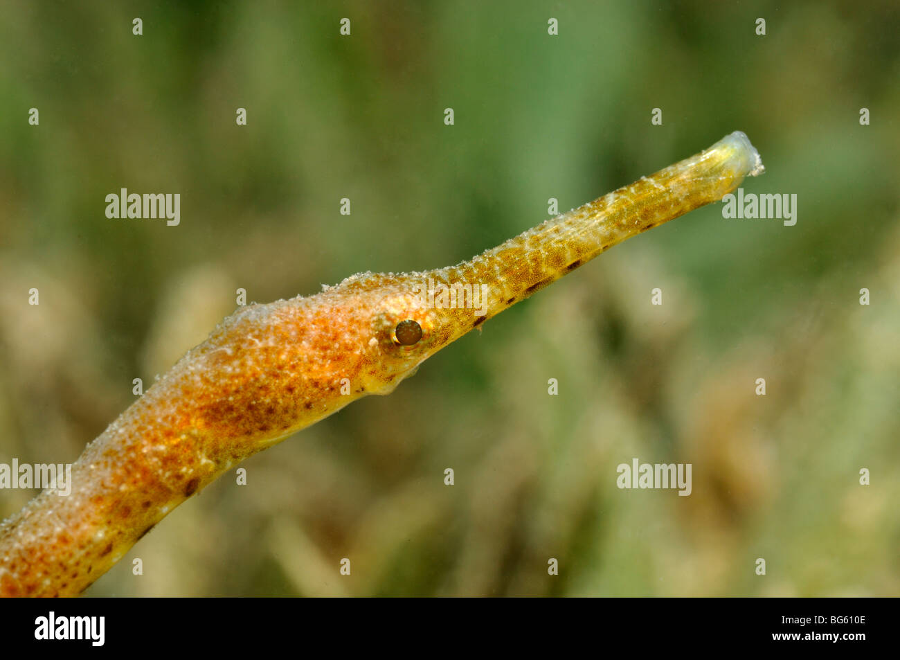 Closeup of pipefish, Corythoichthys Stock Photo