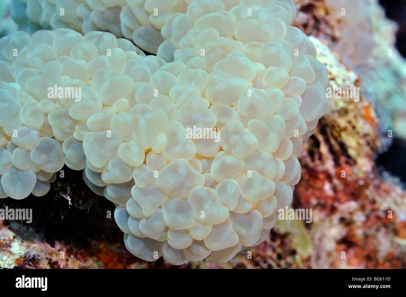 Closeup of 'Bubble coral', Plerogyra sinuosa species, on coral reef Stock Photo