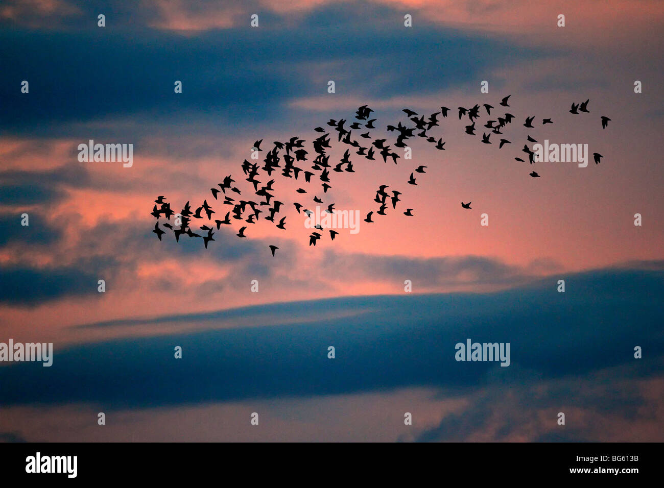 Flock of Golden Plover Pluvialis apricaria at dusk Stock Photo