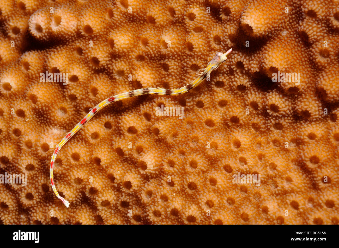 Broadbanded pipefish, Dunckerocampus boylei, on hard encrusting coral
