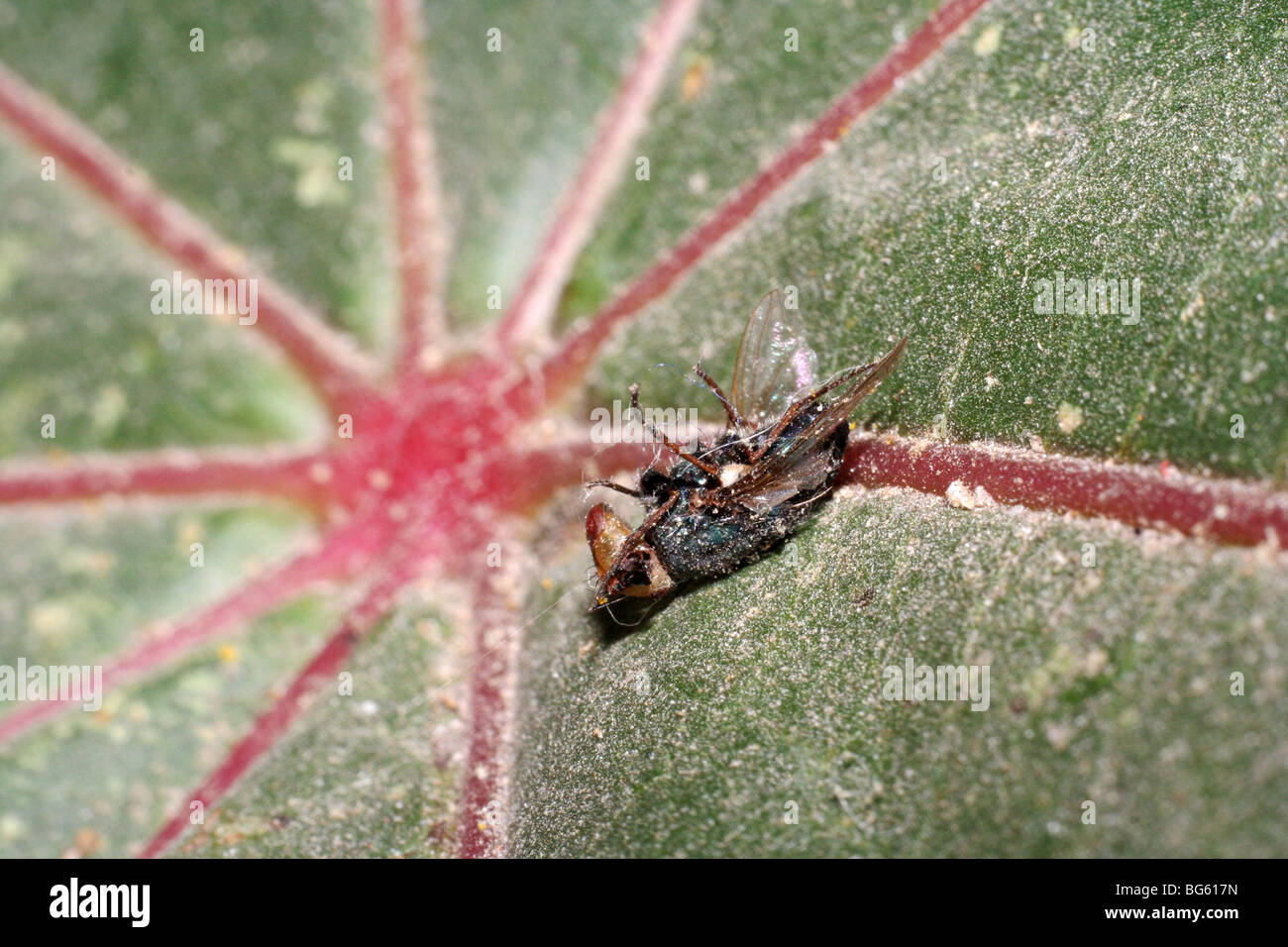 Fly killed by insecticide Stock Photo - Alamy