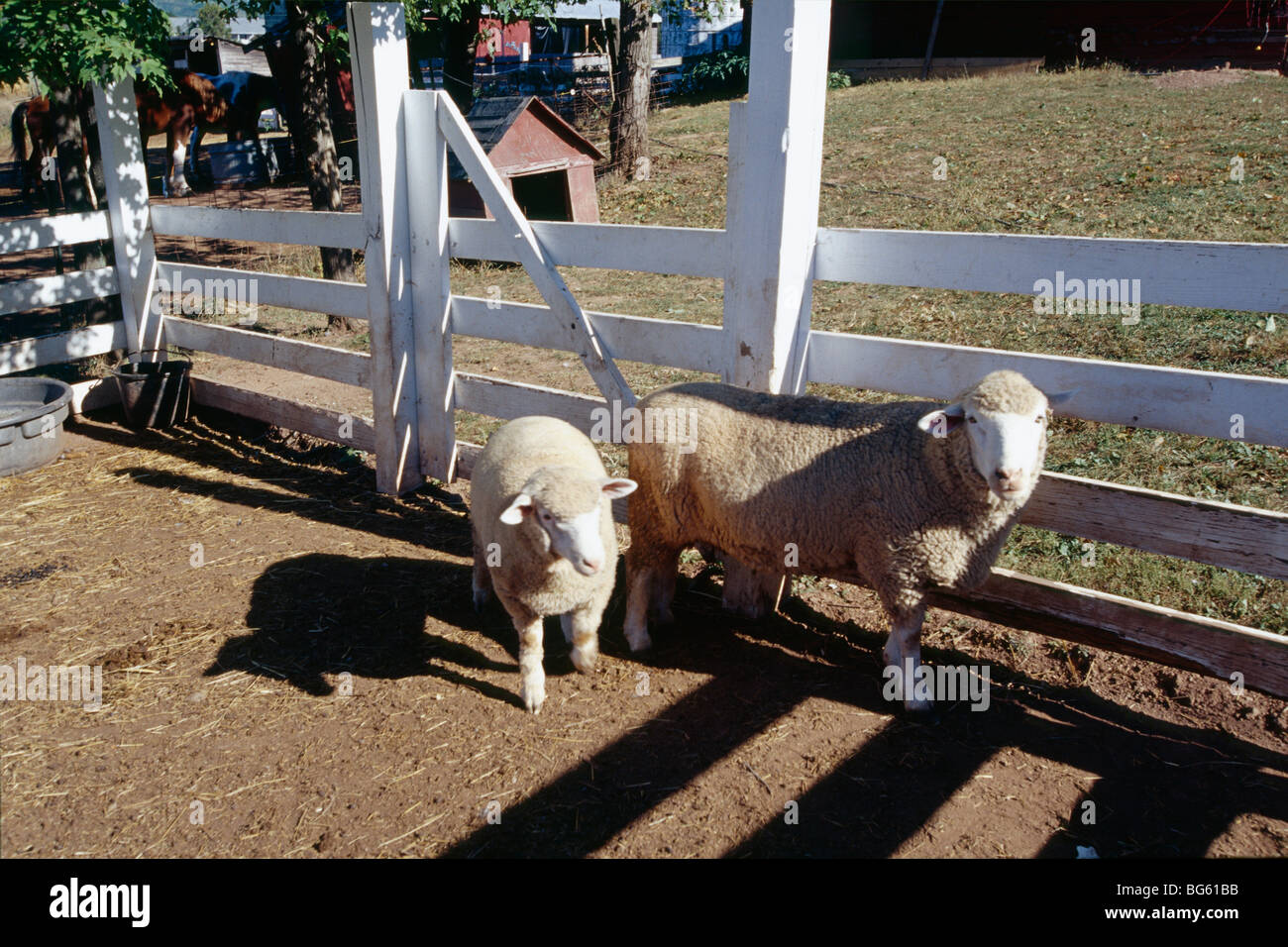 Farm of sheep hires stock photography and images Alamy