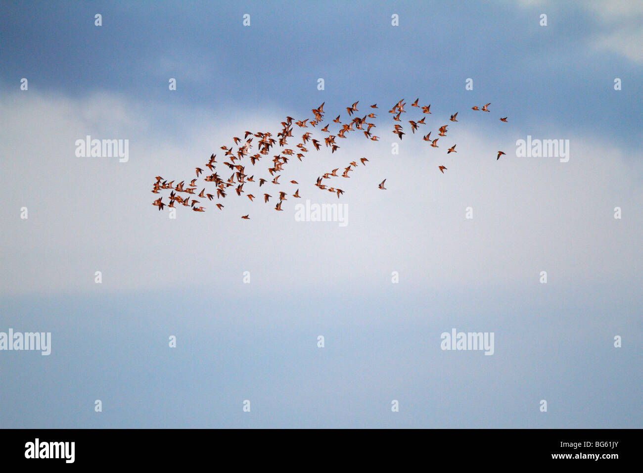 Golden Plover Pluvialis apricaria flock in flight Stock Photo - Alamy