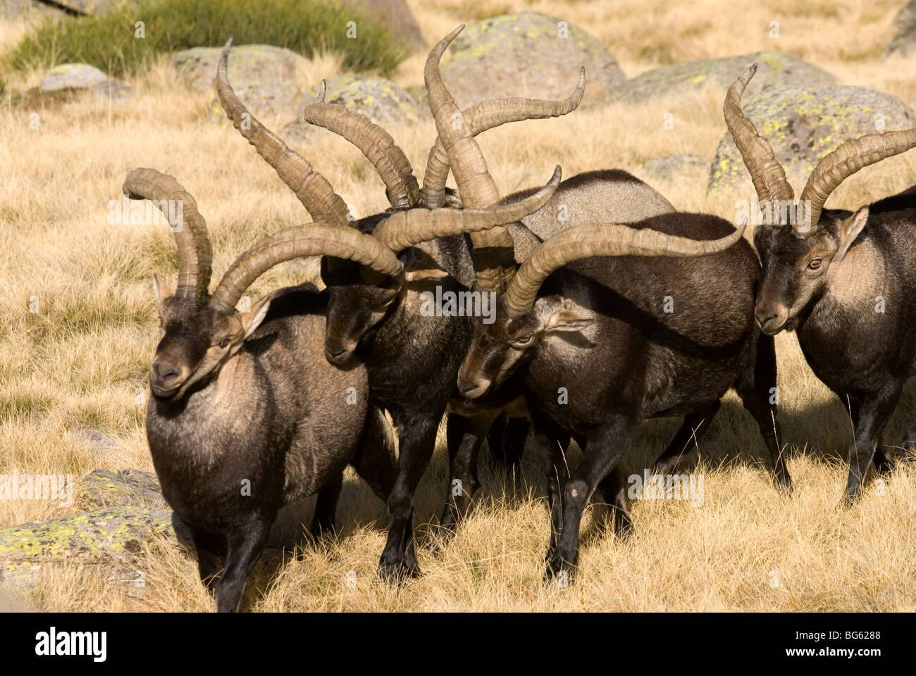 Adult male at rutting hi-res stock photography and images - Alamy
