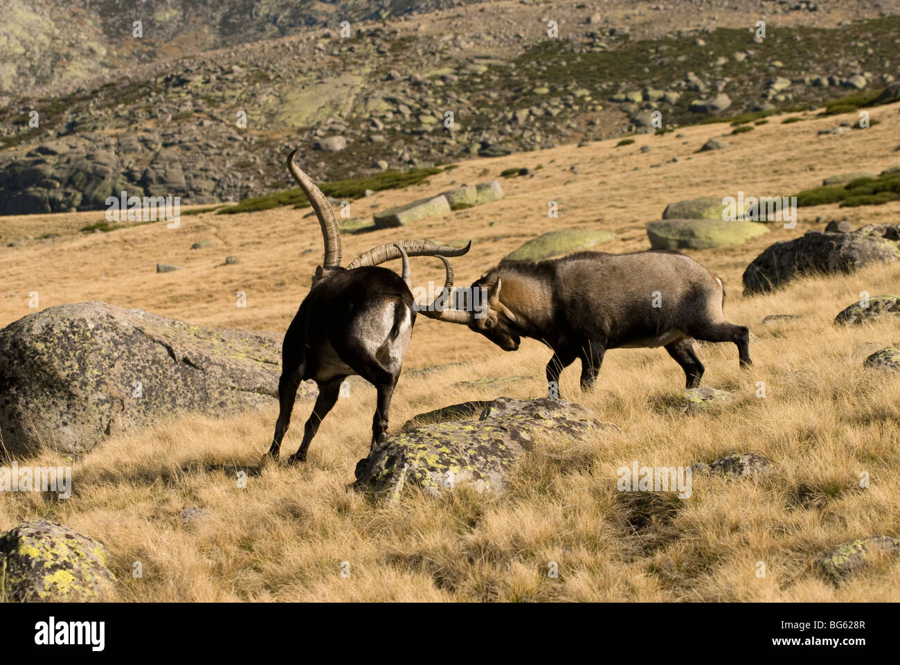 Mature adult male Spanish Ibex fighting for dominance during annual rut . Stock Photo