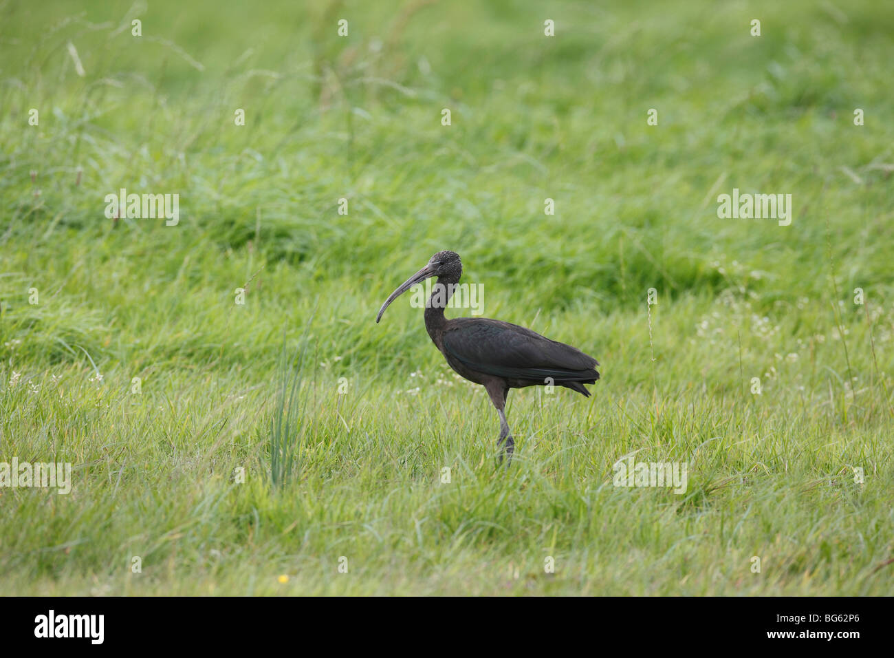 Glossy ibis (Plegadis falcinellus) walking through long grassland Stock Photo
