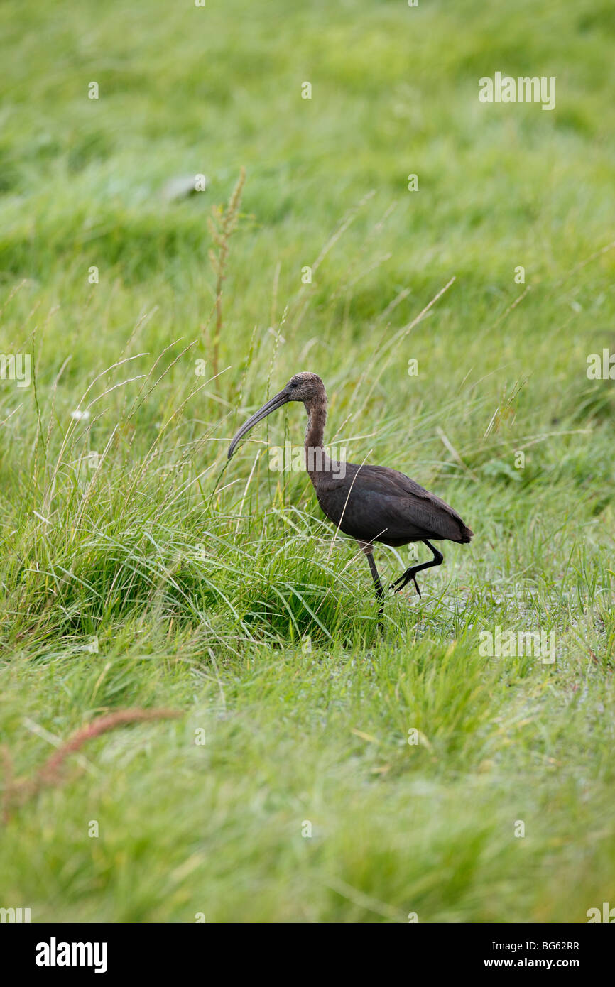 Glossy ibis (Plegadis falcinellus) walking through marshy grassland Stock Photo