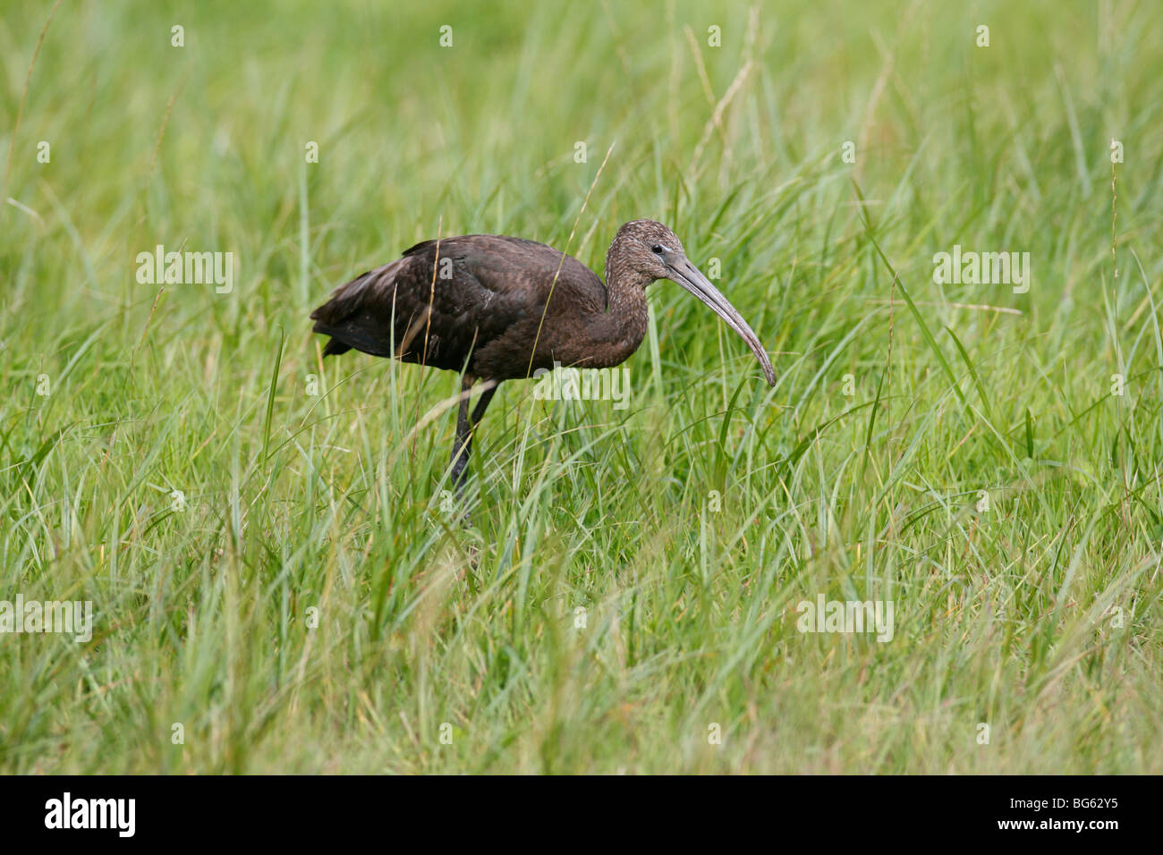 Glossy ibis (Plegadis falcinellus) feeding in wet grassland Stock Photo