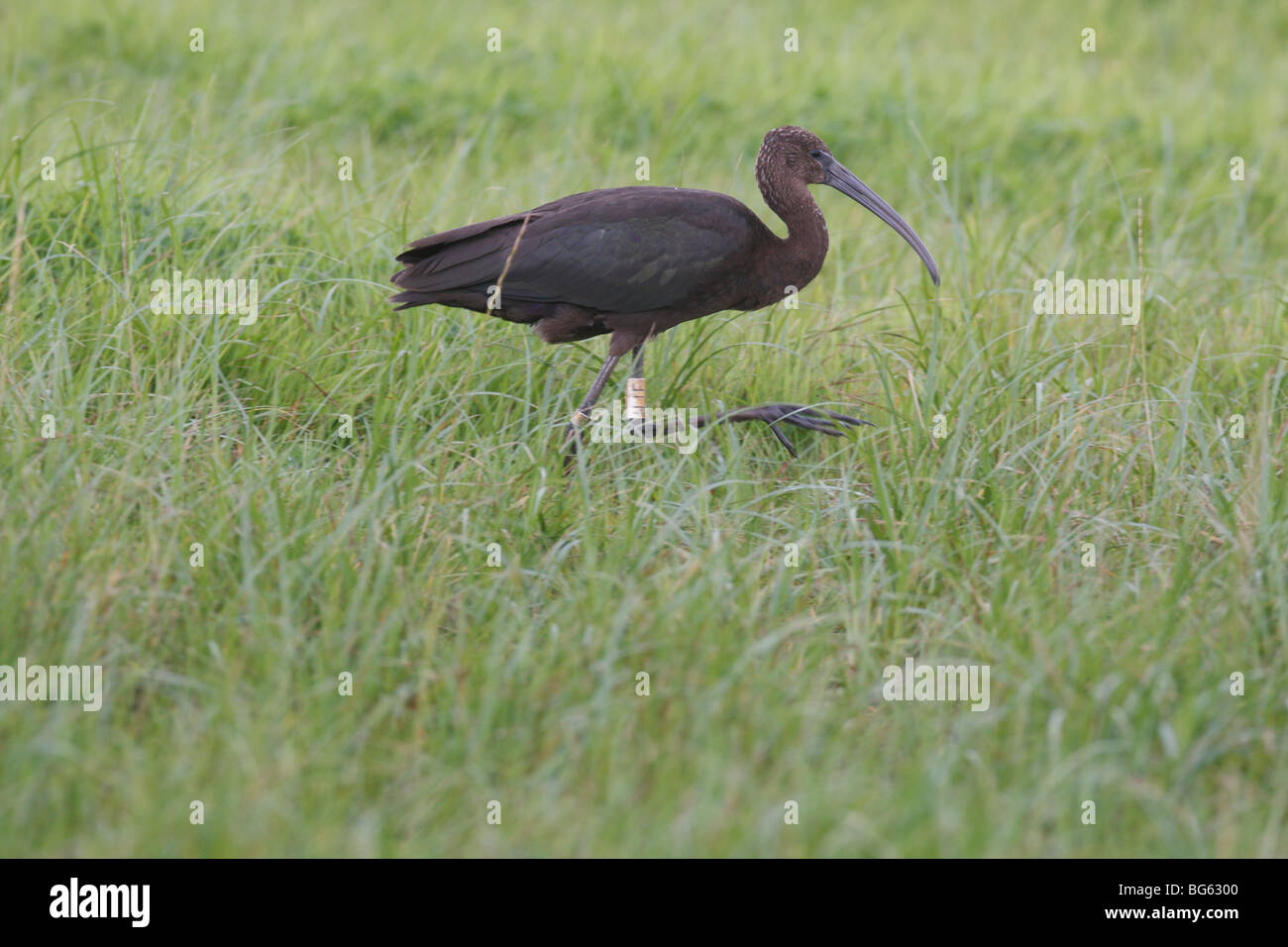 Glossy ibis (Plegadis falcinellus) walking through grassland Stock Photo