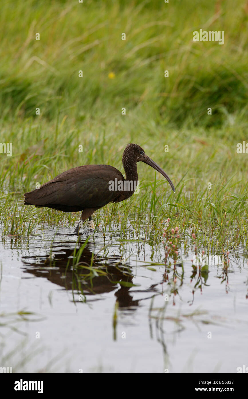 Glossy ibis (Plegadis falcinellus) walking through grassland pool Stock Photo