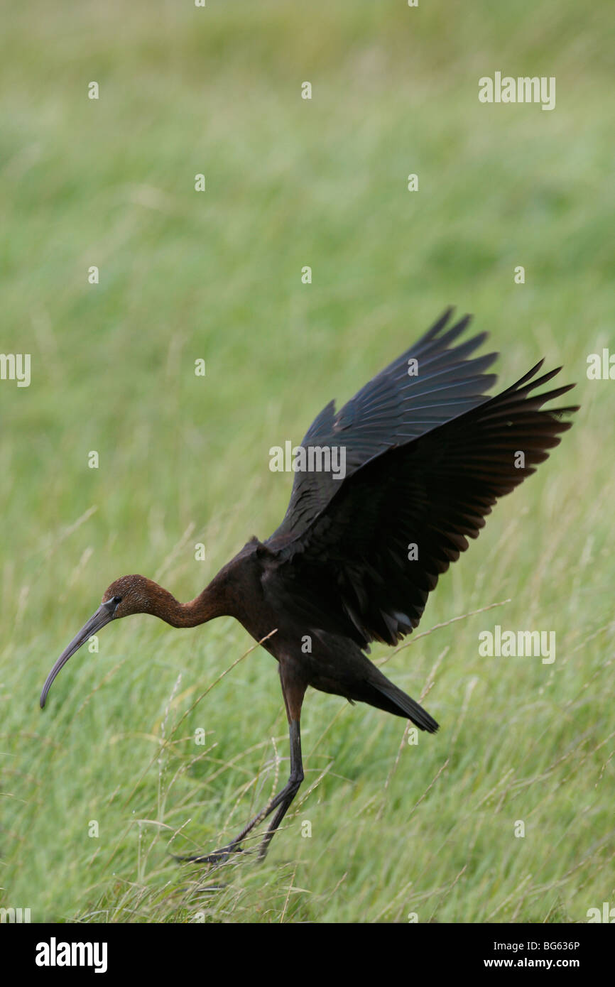 Glossy ibis (Plegadis falcinellus) landing in meadow Stock Photo