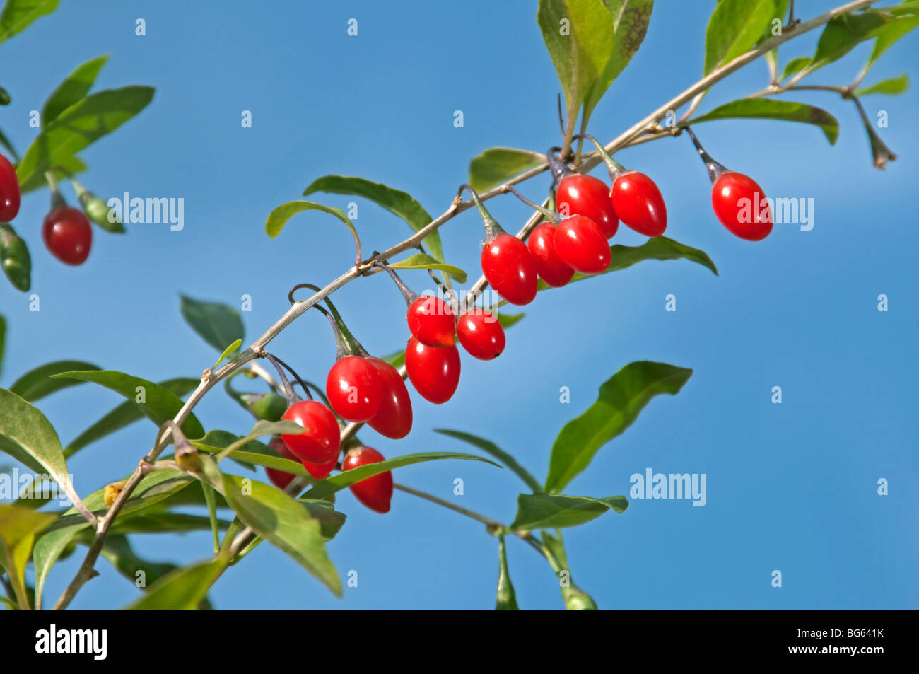 Boxthorn, Chinese Wolfberry (Lycium barbarum), twigs with fruit. Stock Photo