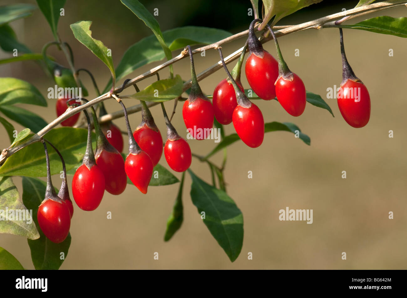 Boxthorn, Chinese Wolfberry (Lycium barbarum), twig with fruit. Stock Photo