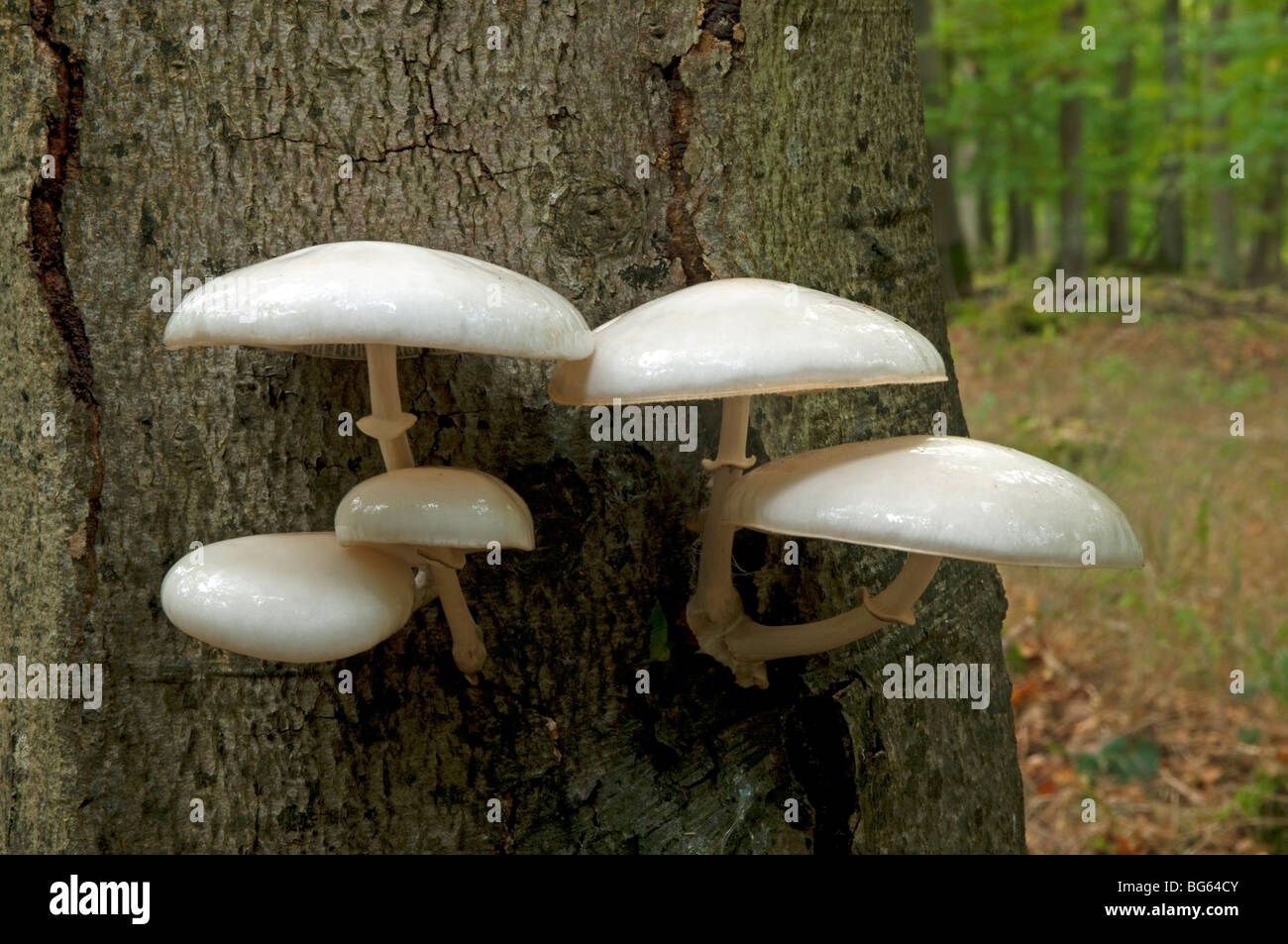 Porcelain Mushroom (Oudemansiella mucida) on a beech trunk. Stock Photo