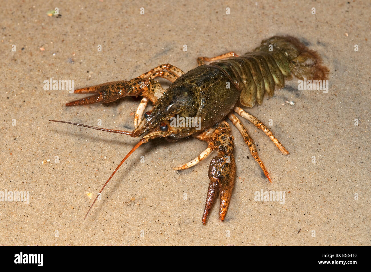 Galician Crayfish, Danube Crayfish (Astacus leptodactylus) on sandy ground. Stock Photo