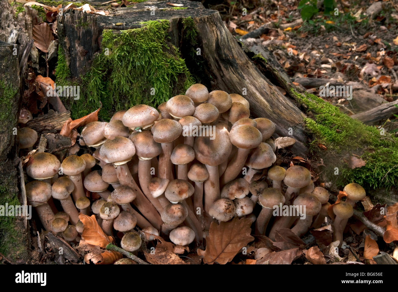 Honey Fungus, Bootlace Fungus (Armillaria mellea). Mushrooms on a tree stump. Stock Photo