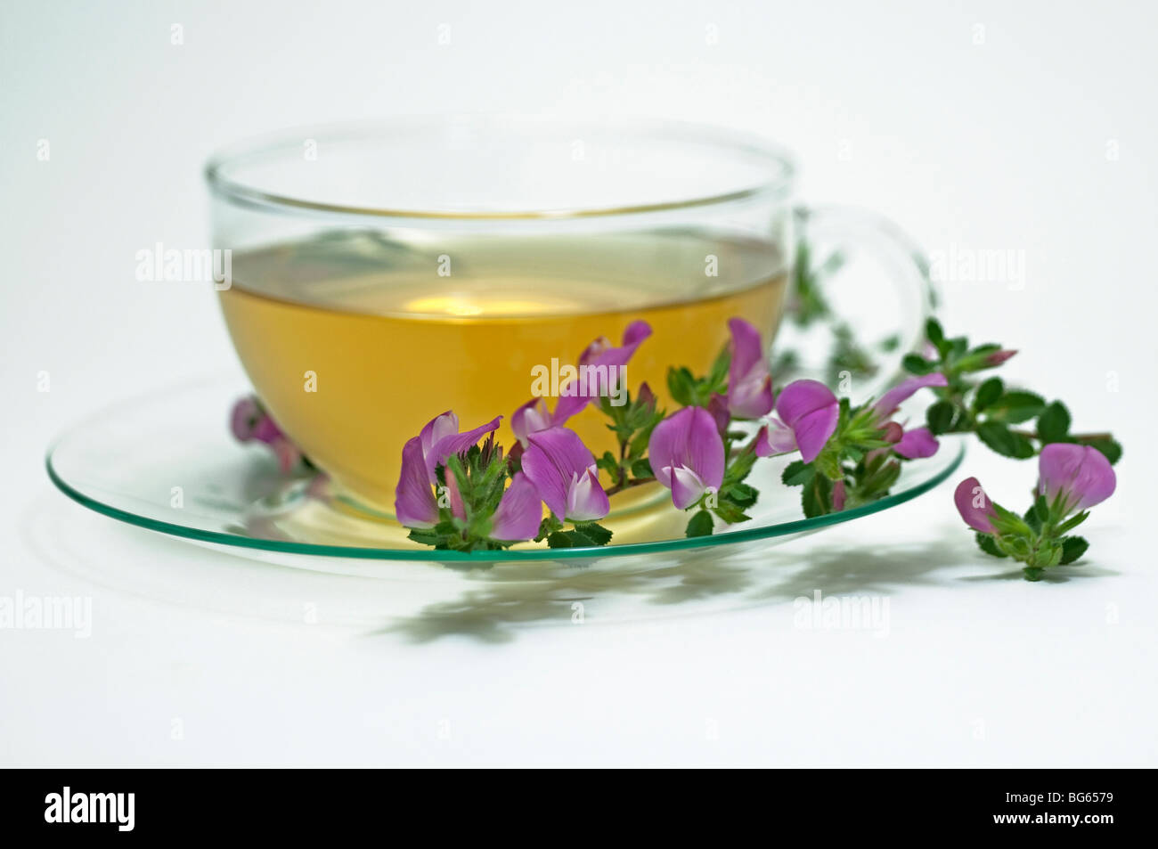 Spiny Restharrow (Ononis spinosa). A cup of infusion with a flowering sprig. Stock Photo