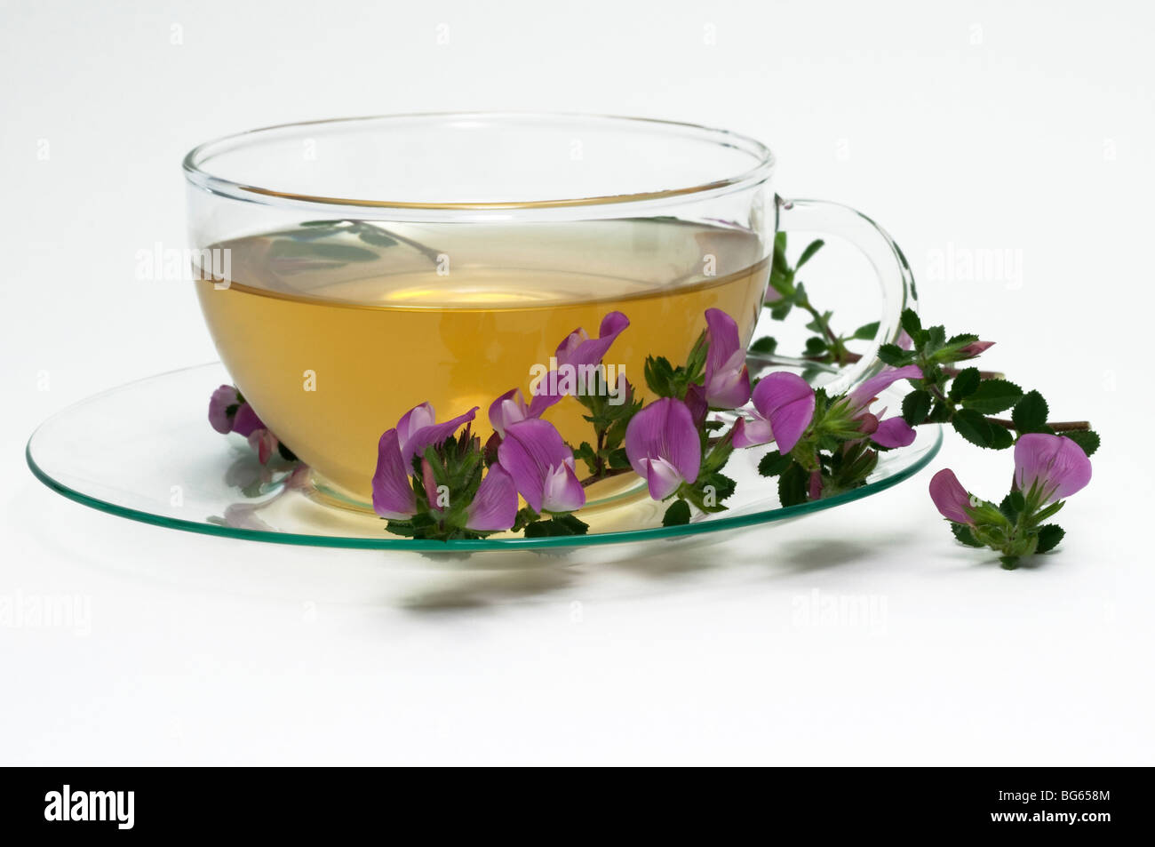 Spiny Restharrow (Ononis spinosa). A cup of infusion with a flowering sprig. Stock Photo