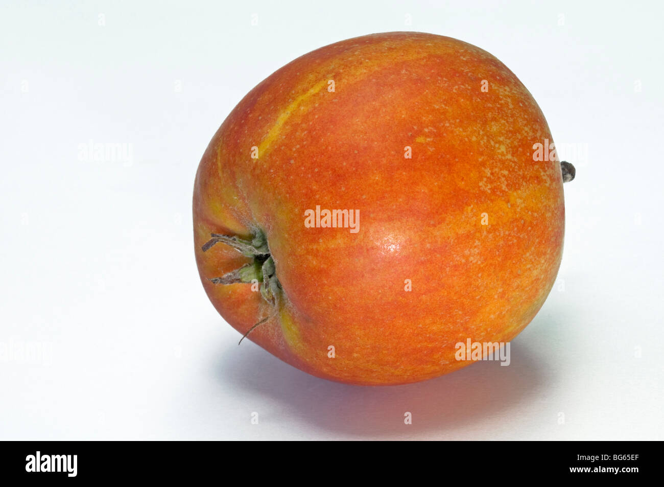 Domestic Apple (Malus domestica), variety: Holsteiner Cox, ripe fruit, studio picture. Stock Photo