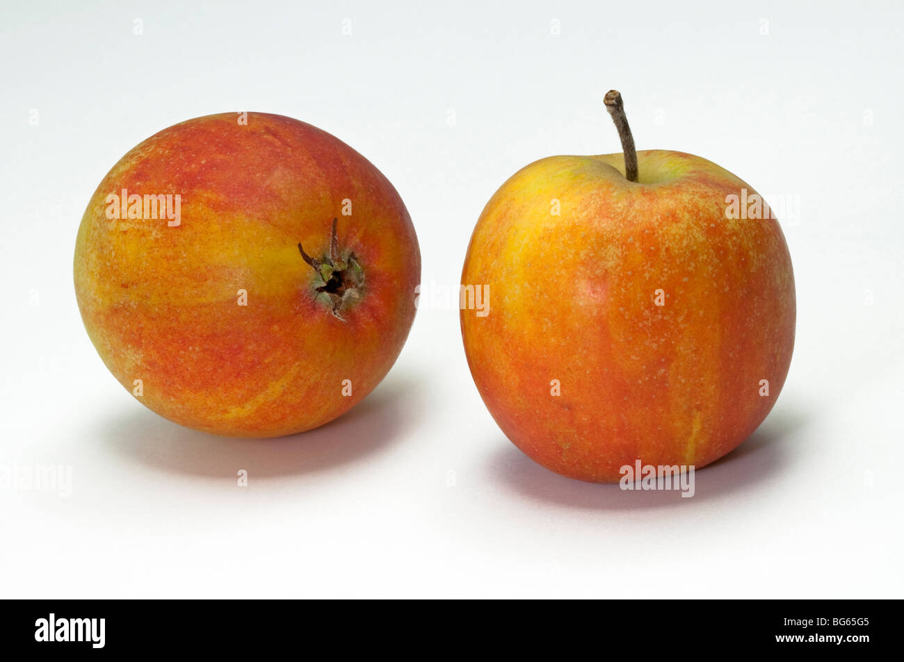 Domestic Apple (Malus domestica), variety: Holsteiner Cox. Ripe fruit, studio picture. Stock Photo