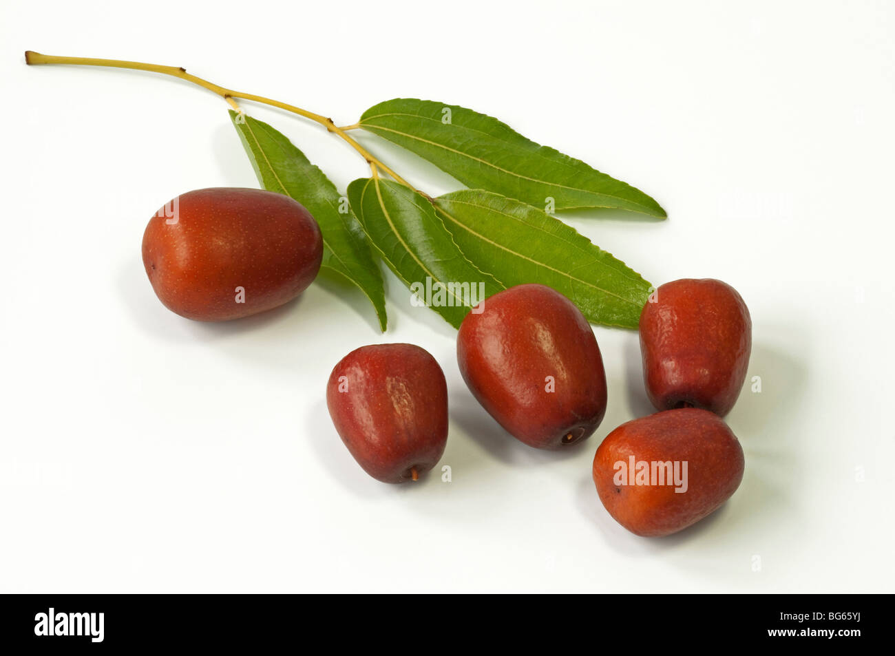 Jujube, Red Date, Chinese Date (Ziziphus jojoba). Twig with leaves and ripe fruit Stock Photo