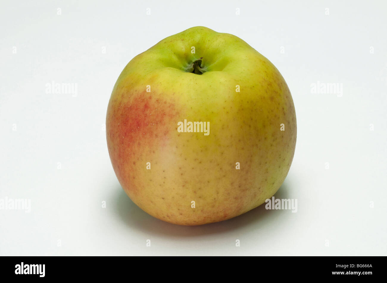 Domestic Apple (Malus domestica), variety: Otava, ripe fruit, studio picture. Stock Photo