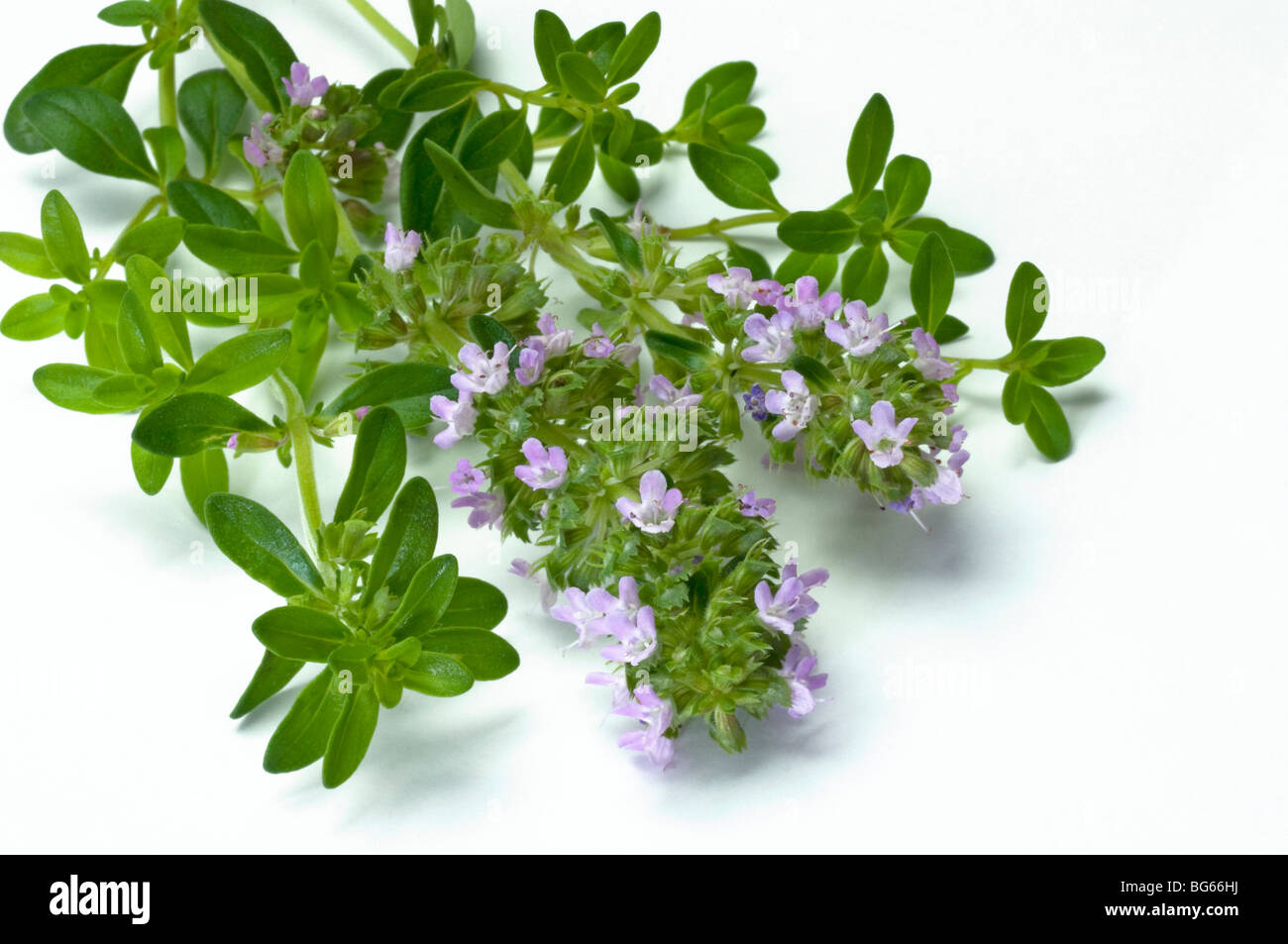 Common Thyme (Thymus vulgaris), flowering twigs, studio picture Stock