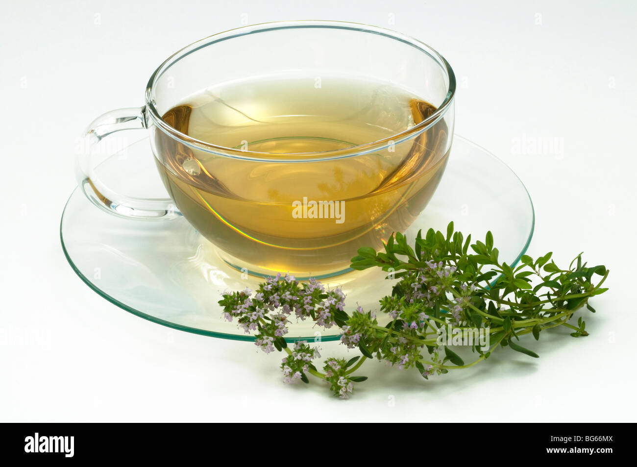Thyme (Thymus vulgaris). A cup of infusion with flowering sprig. Stock Photo
