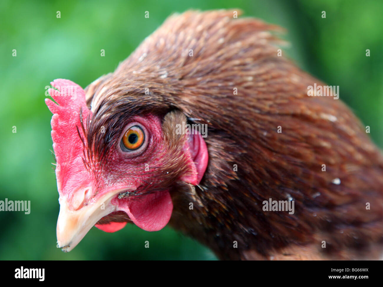 Domestic egg-laying hen, England Stock Photo - Alamy