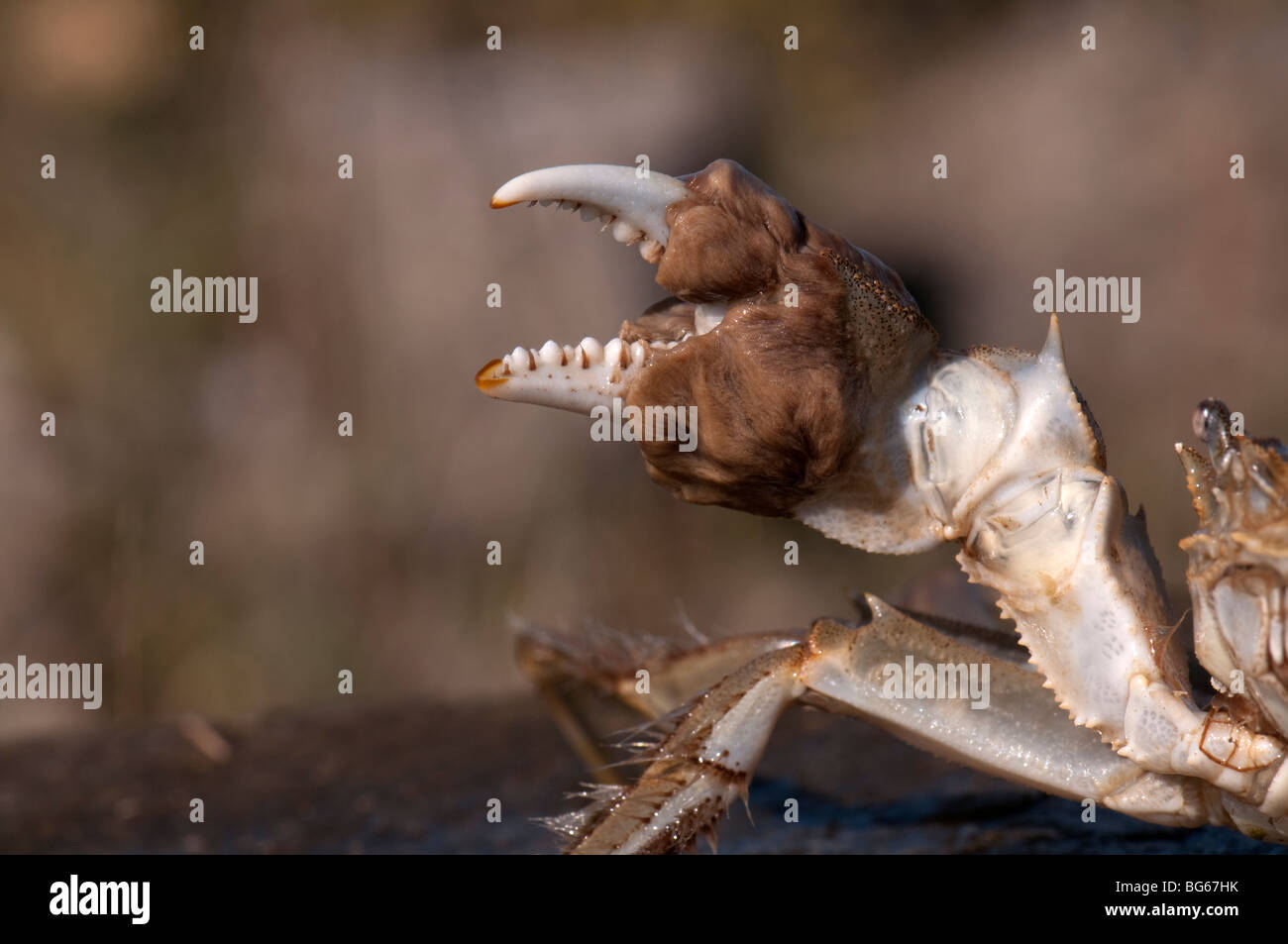 Chinese Mitten Crab (Eriocheir sinensis), hairy claw. Stock Photo