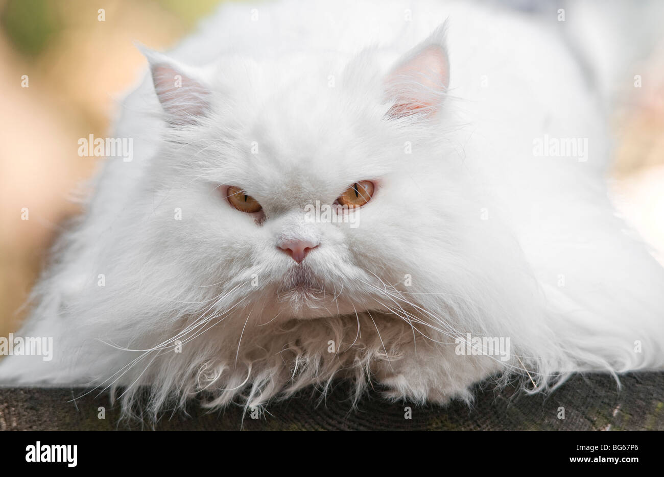 Close up of a long-haired white domestic cat staring angrily at the camera Stock Photo
