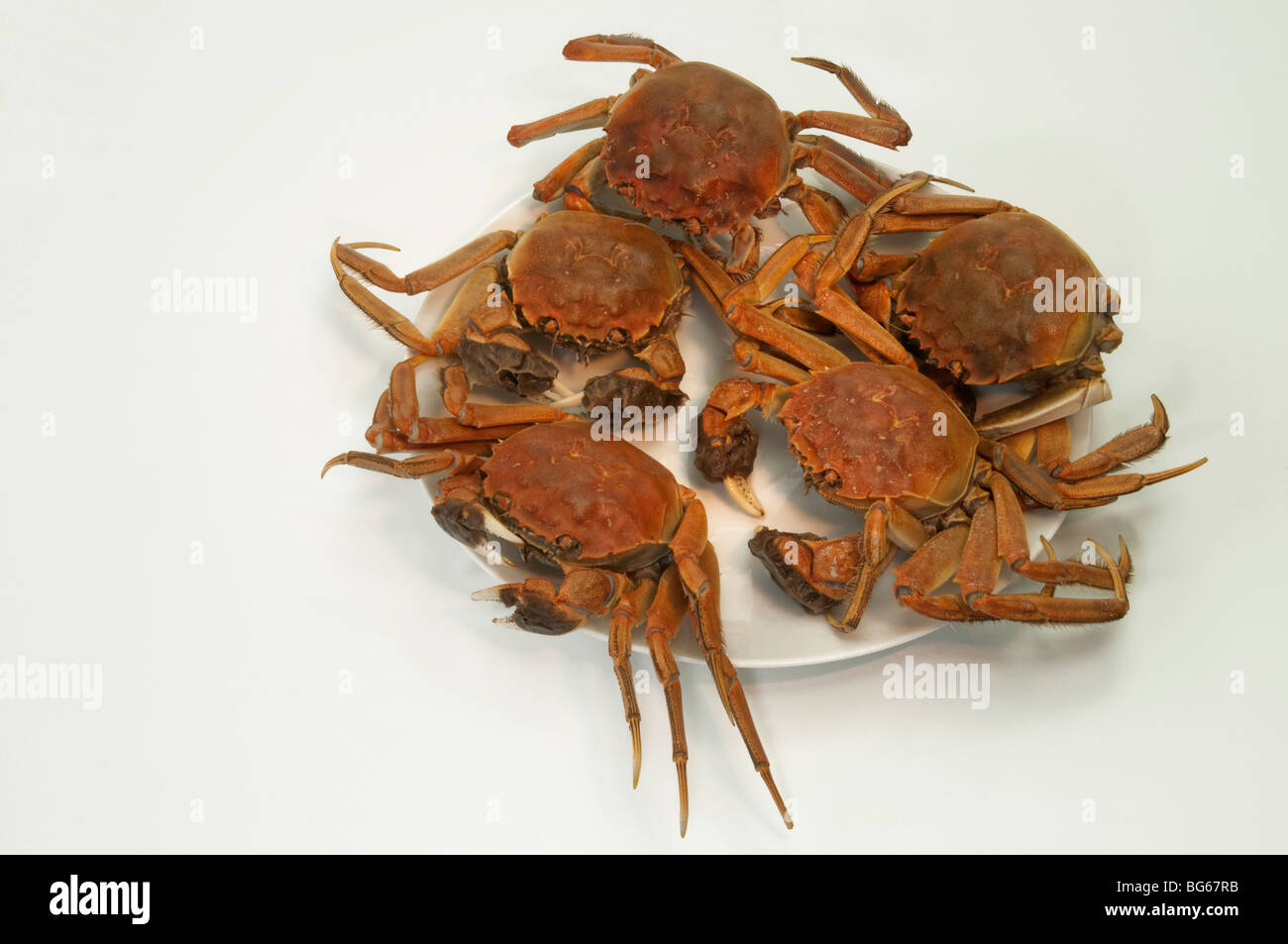 Chinese Mitten Crab (Eriocheir sinensis), cooked specimens. The crabs are a famous delicacy in Shanghai cuisine. Stock Photo