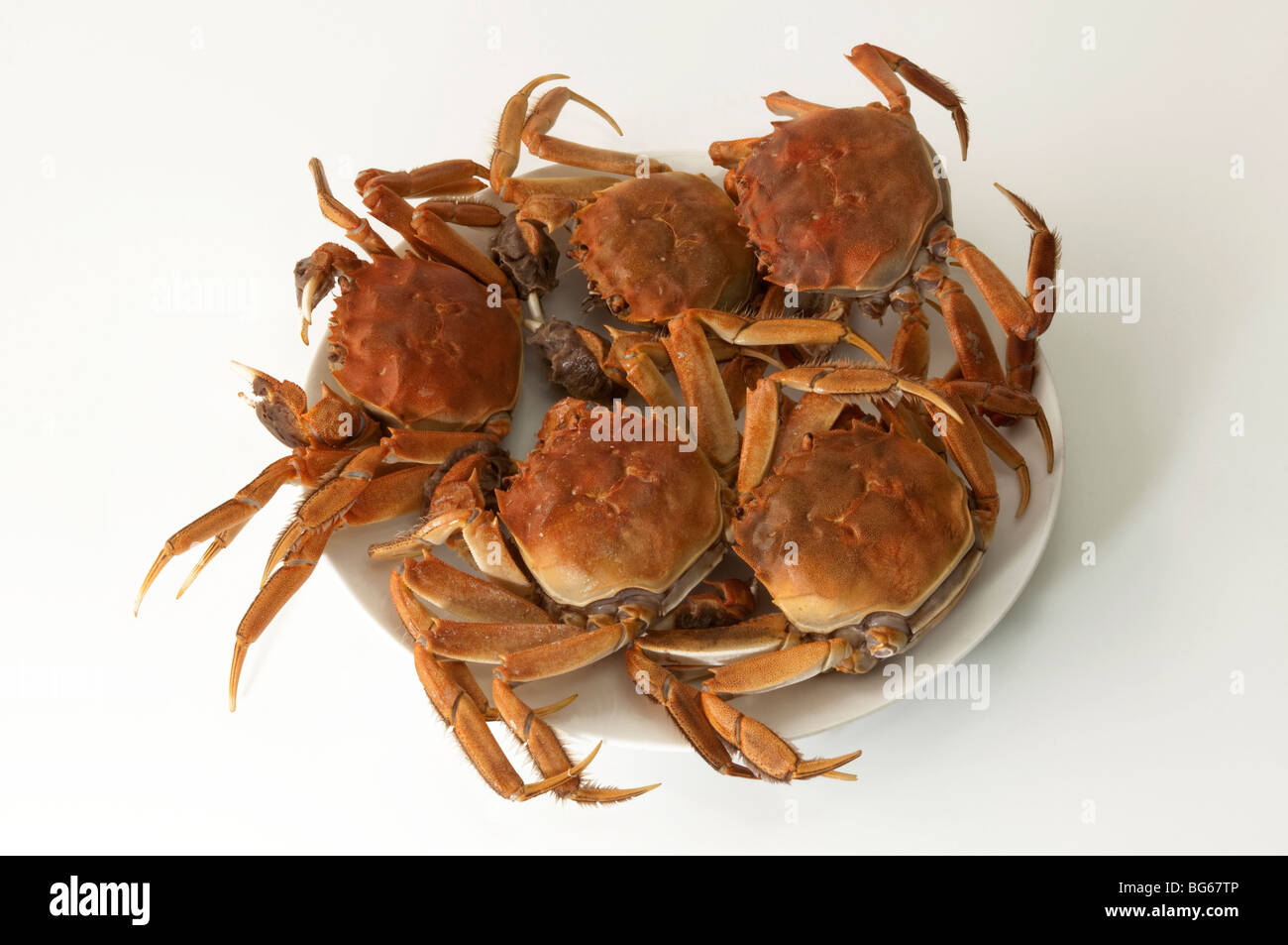 Chinese Mitten Crab (Eriocheir sinensis), cooked specimens. The crabs are a famous delicacy in Shanghai cuisine. Stock Photo
