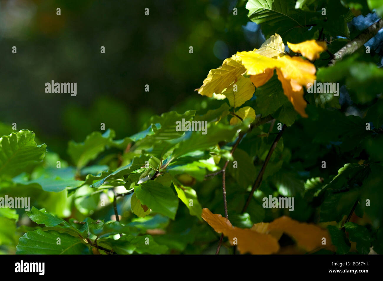 Autumn leaves changing colour Stock Photo Alamy