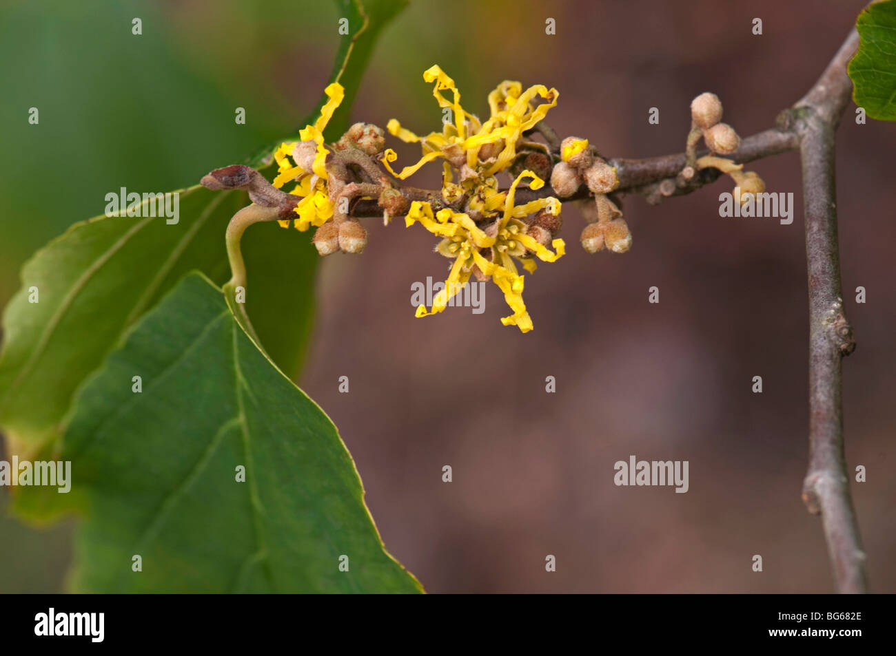 Witch Hazel (Hamamelis virginiana). Twig with green leaf and first flowers. Stock Photo