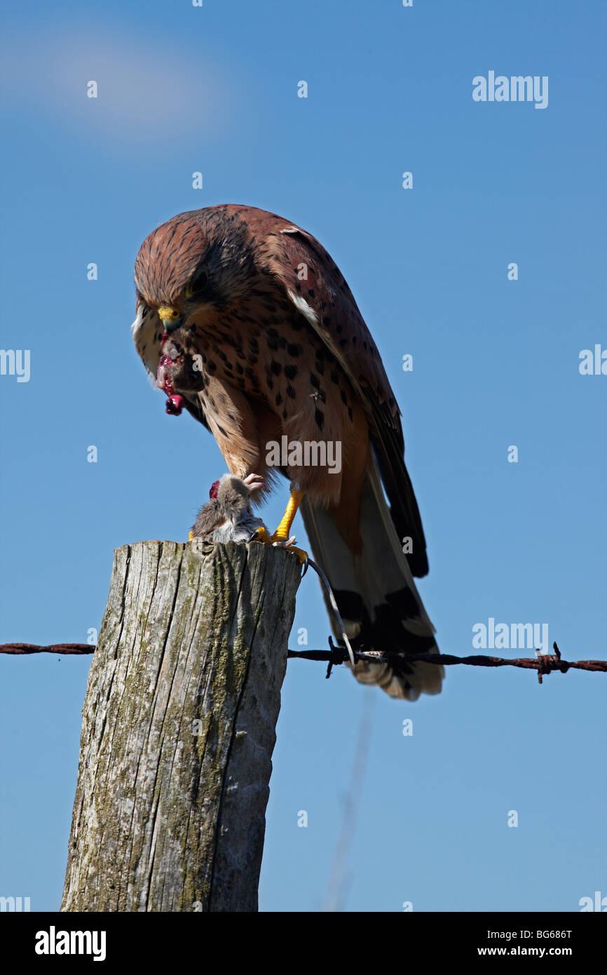 Kestrel (falco tinnunculus) male eating mouse on fencepost Stock Photo