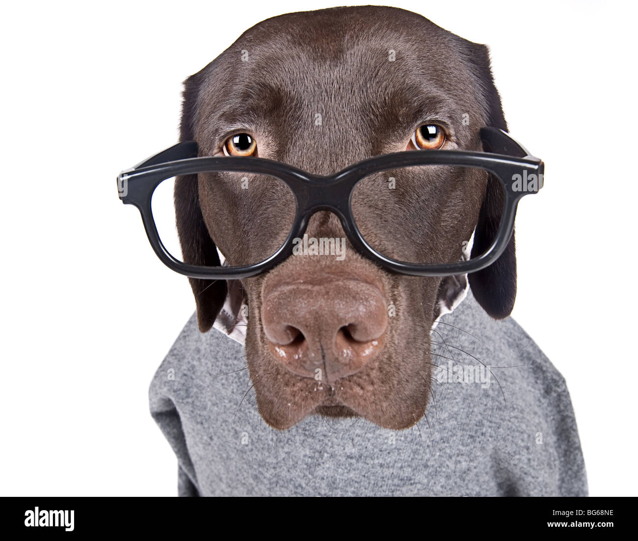 Isolated Shot of an Intelligent Looking Chocolate Labrador Stock Photo