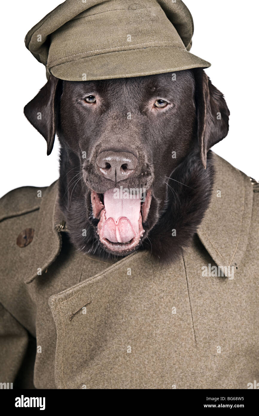 Humour Shot of a Chocolate Labrador Dressed in Historic Army Coat and Hat. Sgt Boo Shouting his Orders! Stock Photo