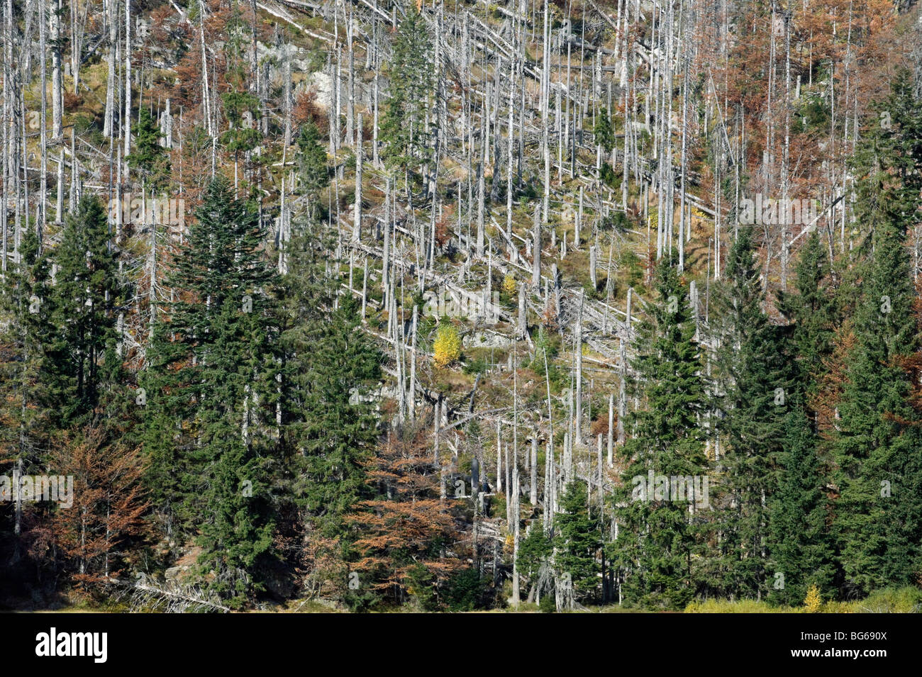 Germany, Bayerischerwald, diseased conifers Stock Photo